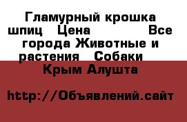 Гламурный крошка шпиц › Цена ­ 30 000 - Все города Животные и растения » Собаки   . Крым,Алушта